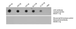 5-methylcytosine Mouse Monoclonal Antibody, Proteintech:Antibodies:Primary